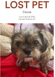 Lost Female Dog last seen Jackson avenue and 142nd street , The Bronx, NY 10454