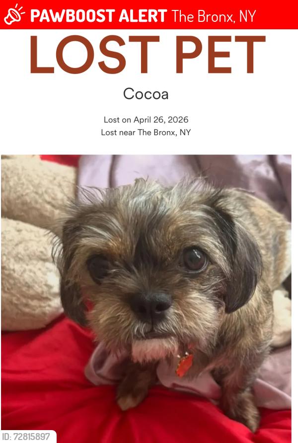 Lost Female Dog last seen Jackson avenue and 142nd street , The Bronx, NY 10454