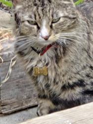 Found/Stray Female Cat last seen Saticoy and jamieson , Los Angeles, CA 91335