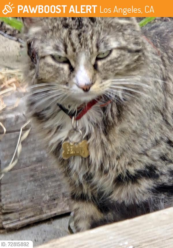 Found/Stray Female Cat last seen Saticoy and jamieson , Los Angeles, CA 91335