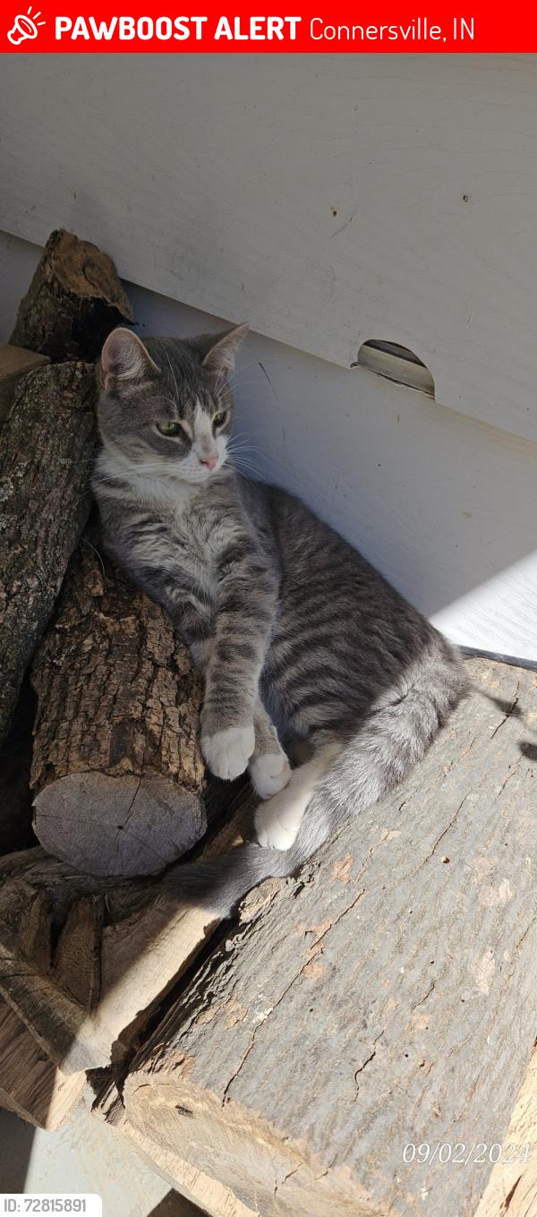 Lost Male Cat last seen The hses to the north of ivy tech. Scott street, Connersville, IN 47331