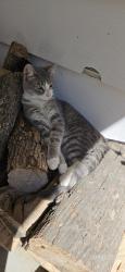 Lost Male Cat last seen The hses to the north of ivy tech. Scott street, Connersville, IN 47331