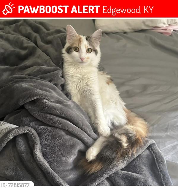 Lost Female Cat last seen Glenview Ct and Laurel Oak, Edgewood, KY 41017