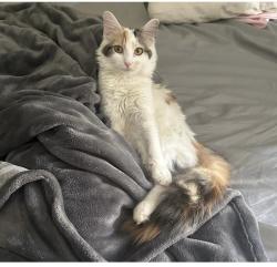 Lost Female Cat last seen Glenview Ct and Laurel Oak, Edgewood, KY 41017