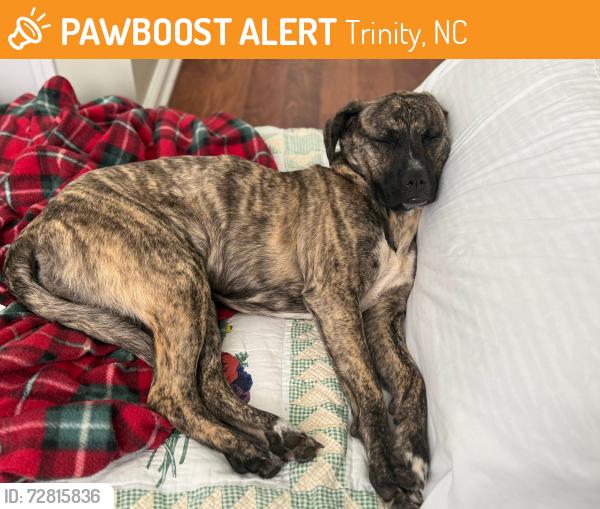 Found/Stray Female Dog last seen Welborn Rd, Shadydale Acres Ln., Trinity, NC 27370