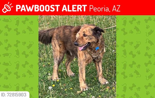 Lost Male Dog last seen SCOTTLAND YARD DOG PARK 91ST AND GRAND, Peoria, AZ 85345