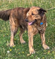 Lost Male Dog last seen SCOTTLAND YARD DOG PARK 91ST AND GRAND, Peoria, AZ 85345