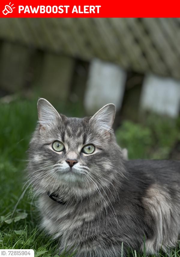 Lost Female Cat last seen Matisse pl, Mississauga, ON L5W 1M4