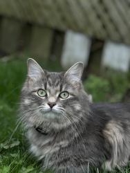 Lost Female Cat last seen Matisse pl, Mississauga, ON L5W 1M4