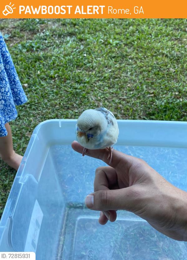 Found/Stray Unknown Bird last seen Calhoun road , Rome, GA 30161