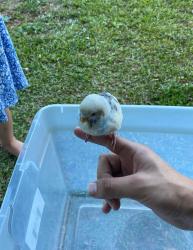 Found/Stray Unknown Bird last seen Calhoun road , Rome, GA 30161