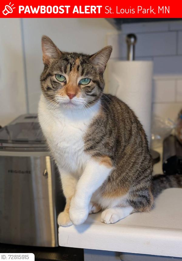 Lost Female Cat last seen Near and xenwood, St. Louis Park, MN 55416