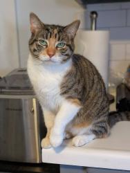 Lost Female Cat last seen Near and xenwood, St. Louis Park, MN 55416