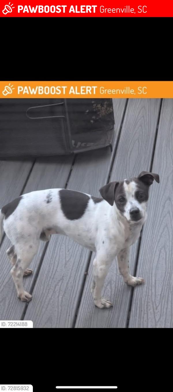 Lost Male Dog last seen JUDSON & FREETOWN , Greenville, SC 29601