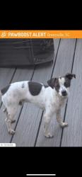 Lost Male Dog last seen JUDSON & FREETOWN , Greenville, SC 29601