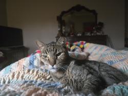 Lost Male Cat last seen Greenbelt field, Garden Ridge, TX 78266