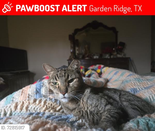Lost Male Cat last seen Greenbelt field, Garden Ridge, TX 78266