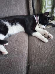 Found/Stray Unknown Cat last seen Broward Rd, Jacksonville, FL 32218