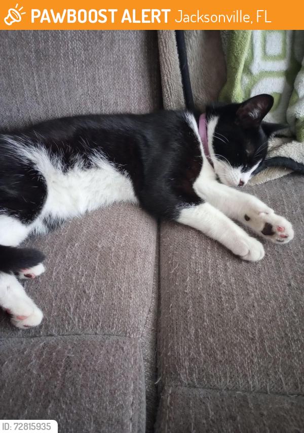 Found/Stray Unknown Cat last seen Broward Rd, Jacksonville, FL 32218