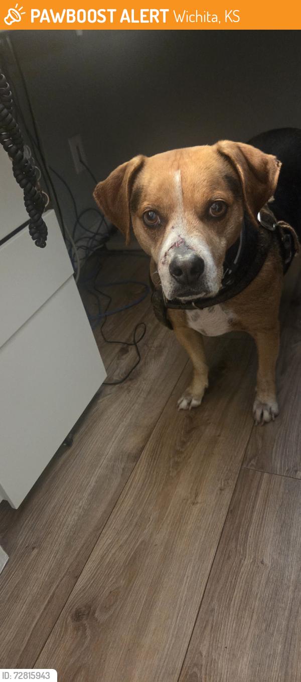 Found/Stray Male Dog last seen Waco and Murdock, Wichita, KS 67203
