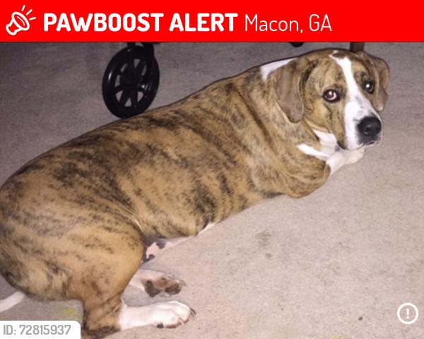 Lost Male Dog last seen Near Porter Elementary School, Macon, GA 31216