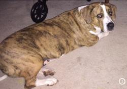 Lost Male Dog last seen Near Porter Elementary School, Macon, GA 31216