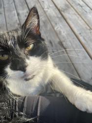 Lost Female Cat last seen Near townhouses in cornerstone, Calgary, AB T3N 2S5