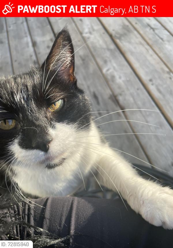 Lost Female Cat last seen Near townhouses in cornerstone, Calgary, AB T3N 2S5