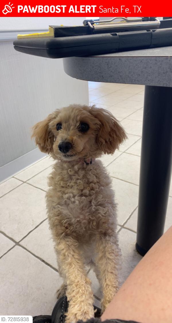 Lost Female Dog last seen Ave I and main Street , Santa Fe, TX 77510