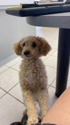 Lost Female Dog last seen Ave I and main Street , Santa Fe, TX 77510