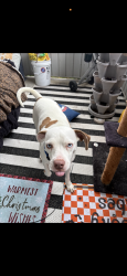 Found/Stray Female Dog last seen Field st, Littleton, CO 80123