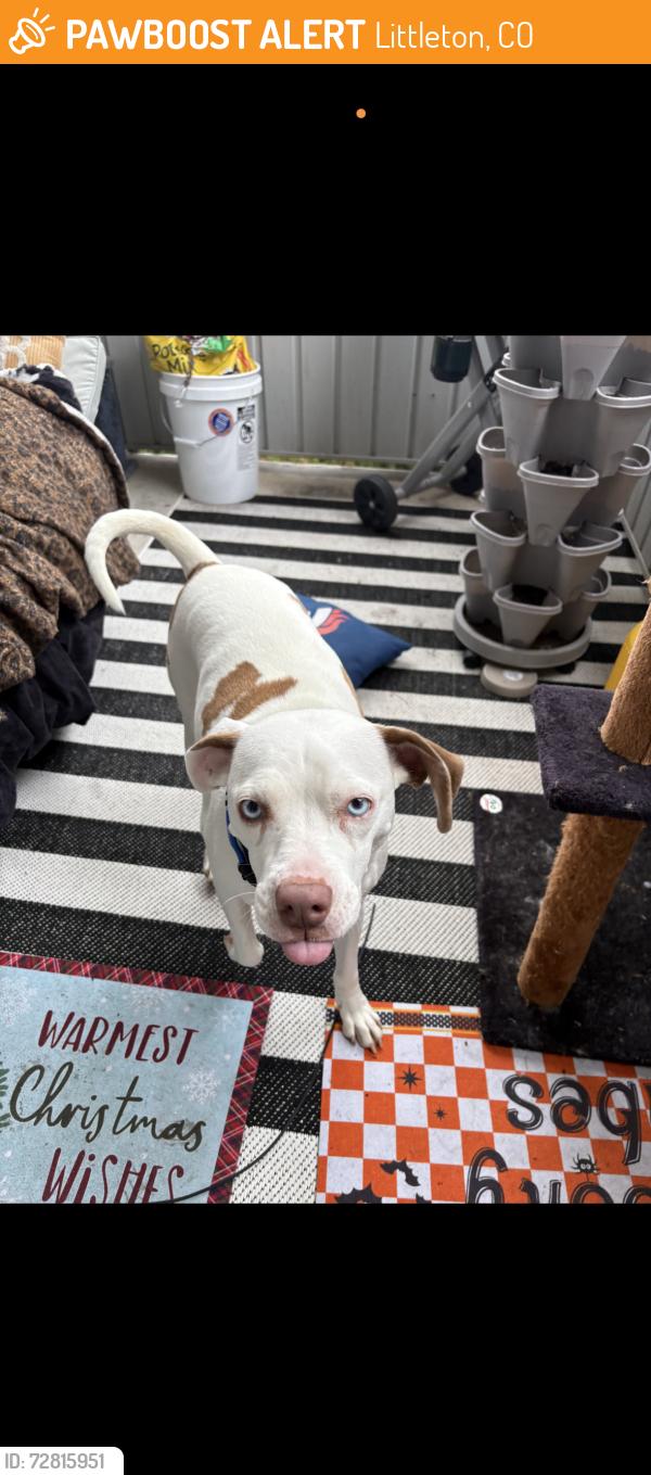 Found/Stray Female Dog last seen Field st, Littleton, CO 80123