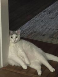 Lost Male Cat last seen Queensgate & Castle Hollow Rd, Midlothian, VA 23114