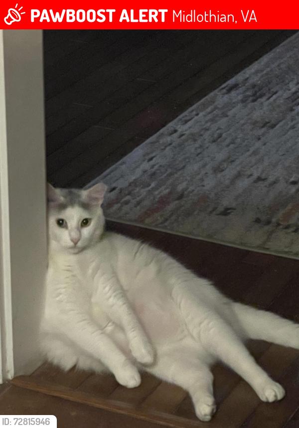 Lost Male Cat last seen Queensgate & Castle Hollow Rd, Midlothian, VA 23114