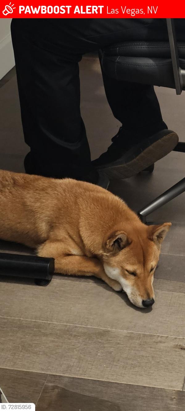 Lost Male Dog last seen Alta Dr. and Durango , Las Vegas, NV 89145