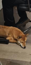 Lost Male Dog last seen Alta Dr. and Durango , Las Vegas, NV 89145