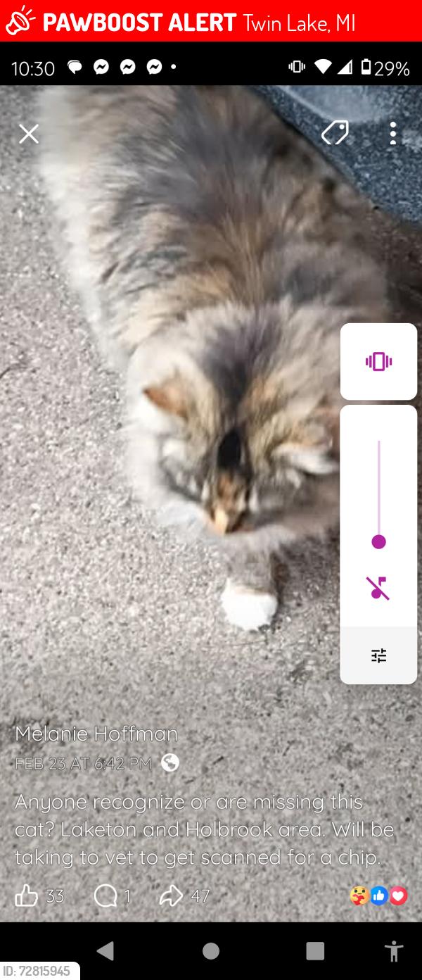 Lost Male Cat last seen Automobile , Lakewood, Twin Lake, MI 49457