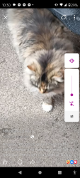 Lost Male Cat last seen Automobile , Lakewood , Twin Lake, MI 49457