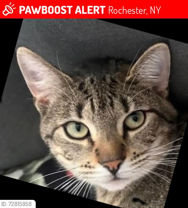 Lost Female Cat last seen Florida ave kwik fill on Dewey, Rochester, NY 14616