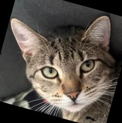 Lost Female Cat last seen Florida ave kwik fill on Dewey, Rochester, NY 14616
