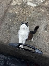 Lost Male Cat last seen Kelly road Allensville Ohio , Ray, OH 45672