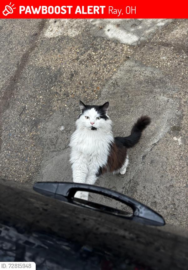 Lost Male Cat last seen Kelly road Allensville Ohio , Ray, OH 45672