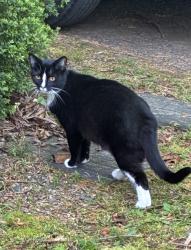 Lost Female Cat last seen Lee Grant Ave & Church St, Appomattox, VA 24522