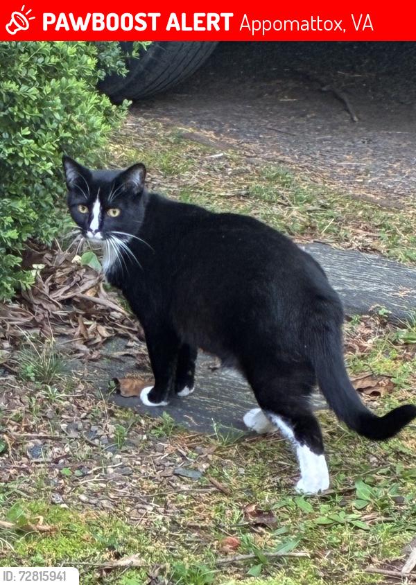 Lost Female Cat last seen Lee Grant Ave & Church St, Appomattox, VA 24522