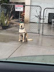 Lost Unknown Dog last seen Monterrey st, Bakersfield, CA 93306