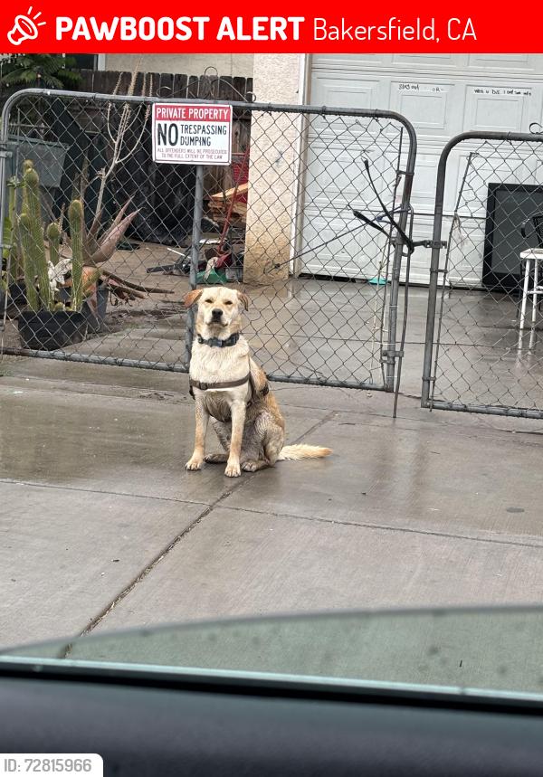Lost Unknown Dog last seen Monterrey st, Bakersfield, CA 93306