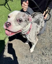 Found/Stray Female Dog last seen William Street, East Orange, East Orange, NJ 07017
