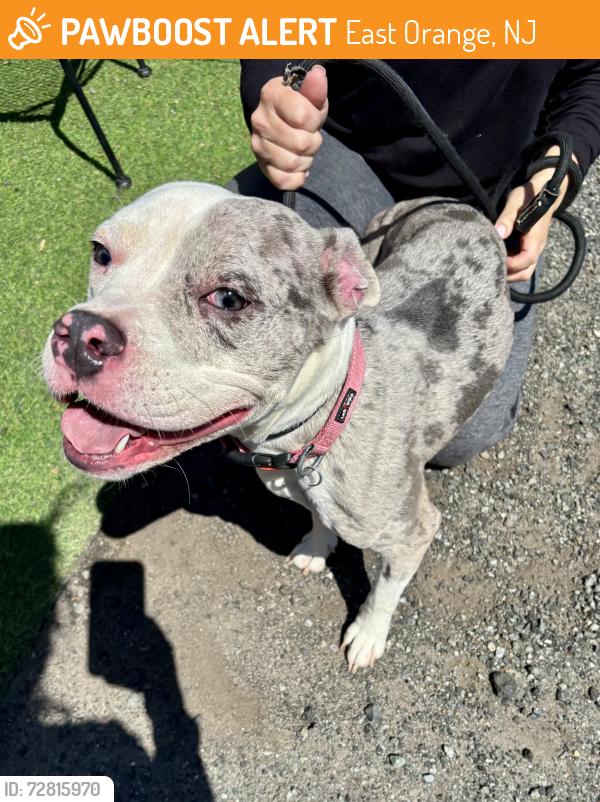 Found/Stray Female Dog last seen William Street, East Orange, East Orange, NJ 07017