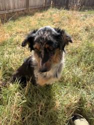 Found/Stray Female Dog last seen Outside of Wilson on 211, Wilson, TX 79381