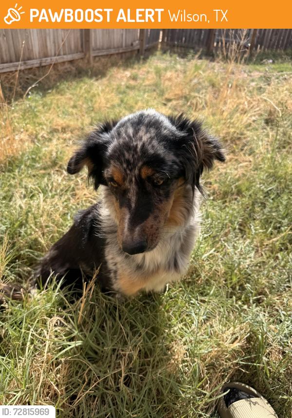 Found/Stray Female Dog last seen Outside of Wilson on 211, Wilson, TX 79381